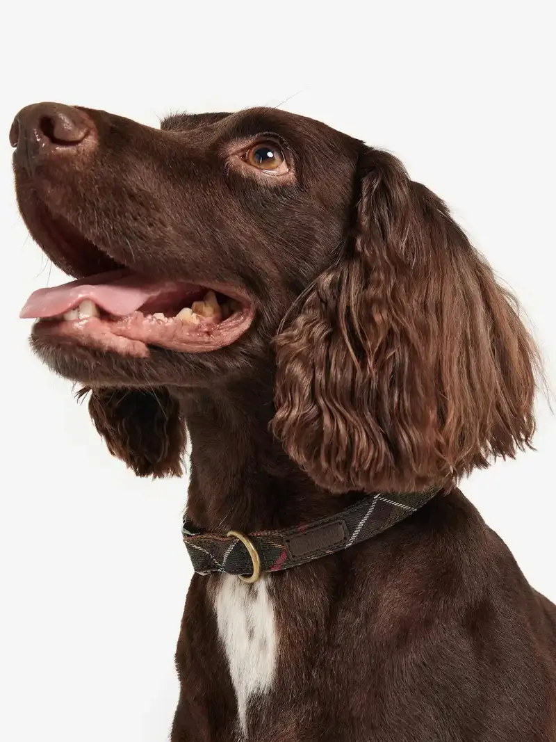 Collier pour chien Barbour en tartan