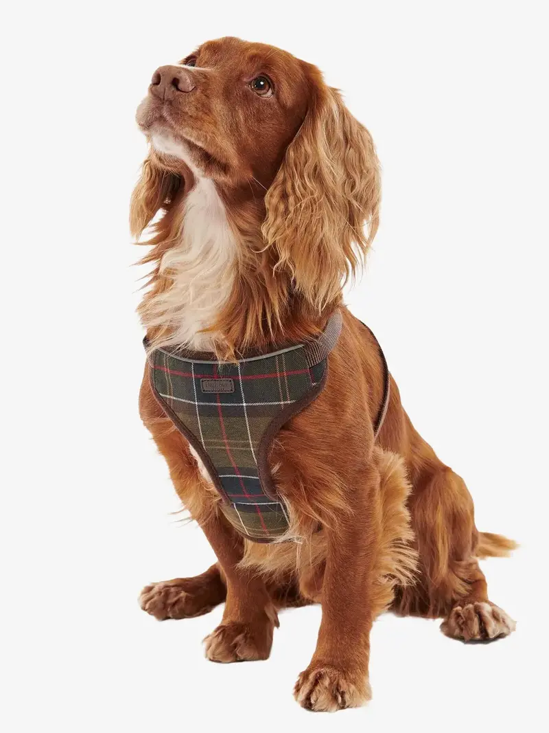 Harnais pour chien Barbour