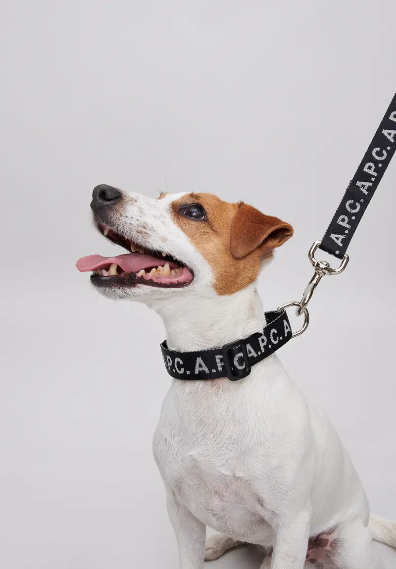 Hundehalsband Toutou Logo